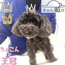 犬 誕生日 かぶりもの 猫 被り物 冠 王冠 クラウン きゅん載せ 帽子 ゴムひも アクセサリー ヘアアクセサリー 飾り バースデー パーティー プレゼント 写真撮影 デコ 映える かわいい 可愛い 小型犬 中型犬 ヘアピン ゴールド シルバー ティアラ コスチューム