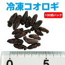 【冷凍】冷凍コオロギ 100匹パック（フタホシコオロギ）【クール便発送】【常温商品との同梱不可】エサ 餌 フード 冷凍マウス 爬虫類 は虫類 猛禽類 冷凍餌 クール ヘビ フクロウ レオパ トカゲ ヒョウモントカゲモドキ 水亀 こおろぎ虫 昆虫 小動物物（NK）