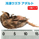 【冷凍】冷凍ウズラ アダルト 10羽(T2)【クール便発送】【常温商品との同梱不可】エサ 餌 フード 冷凍マウス 爬虫類 は虫類 猛禽類 冷凍餌 クール ヘビ ...