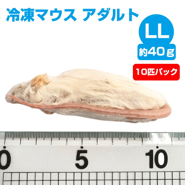  冷凍マウス アダルトLLサイズ（約40g）10匹パック エサ 餌 フード 冷凍マウス 爬虫類 は虫類 猛禽類 冷凍餌 クール ヘビ フクロウ マウス ねずみ ネズミ 小動物（NK）