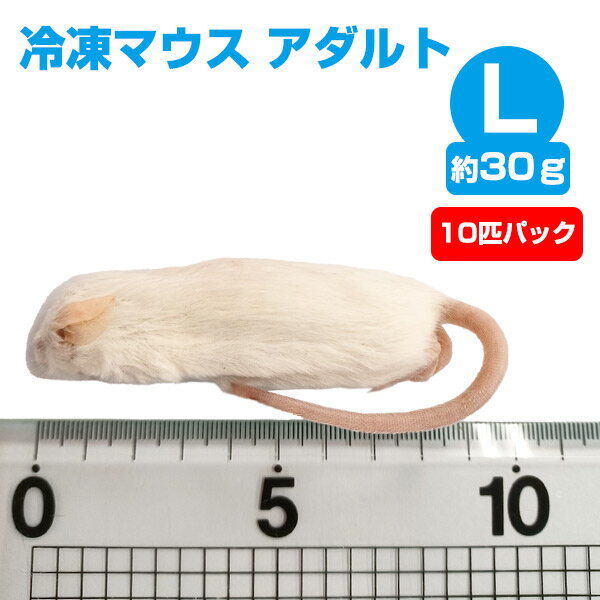  冷凍マウス アダルトLサイズ（約30g）10匹パック エサ 餌 フード 冷凍マウス 爬虫類 は虫類 猛禽類 冷凍餌 クール ヘビ フクロウ マウス ねずみ ネズミ 小動物（NK）