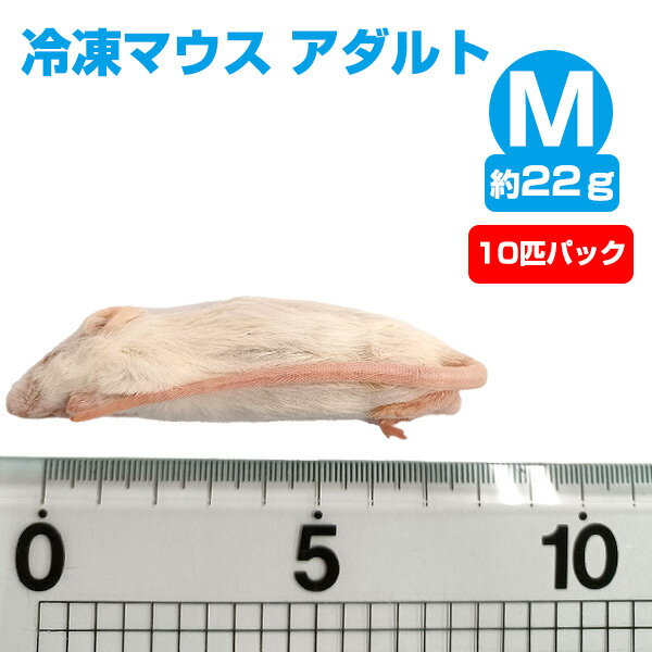 【冷凍】 冷凍マウス アダルトMサイズ（約22g）10匹パック【クール便発送】【常温商品との同梱不可】エサ 餌 フード 冷凍マウス 爬虫類 は虫類 猛禽類 冷凍餌 クール ヘビ フクロウ マウス ねずみ ネズミ 小動物（NK）