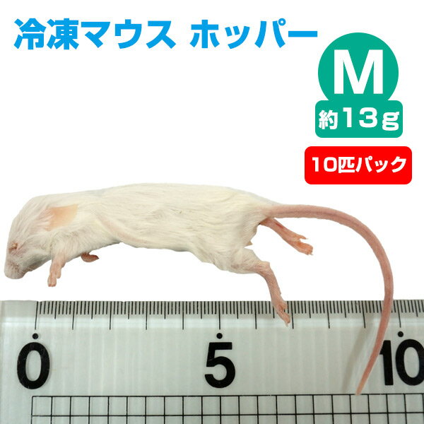 【冷凍】冷凍マウス ホッパー Mサイズ 約13g 10匹パック【クール便発送】【常温商品との同梱不可】エサ 餌 フード 冷凍マウス 爬虫類 は虫類 猛禽類 冷凍餌 クール ヘビ フクロウ マウス ねず…