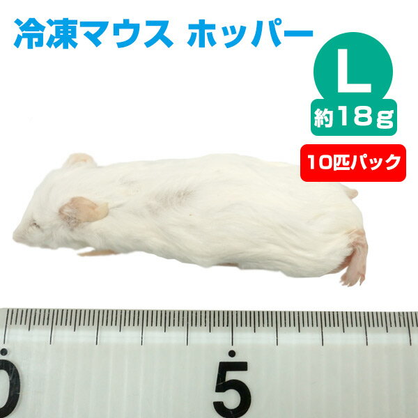 【冷凍】冷凍マウス ホッパー Lサイズ 約18g 10匹パック【クール便発送】【常温商品との同梱不可】エサ 餌 フード 冷凍マウス 爬虫類 は虫類 猛禽類 冷凍餌 クール ヘビ フクロウ マウス ねず…