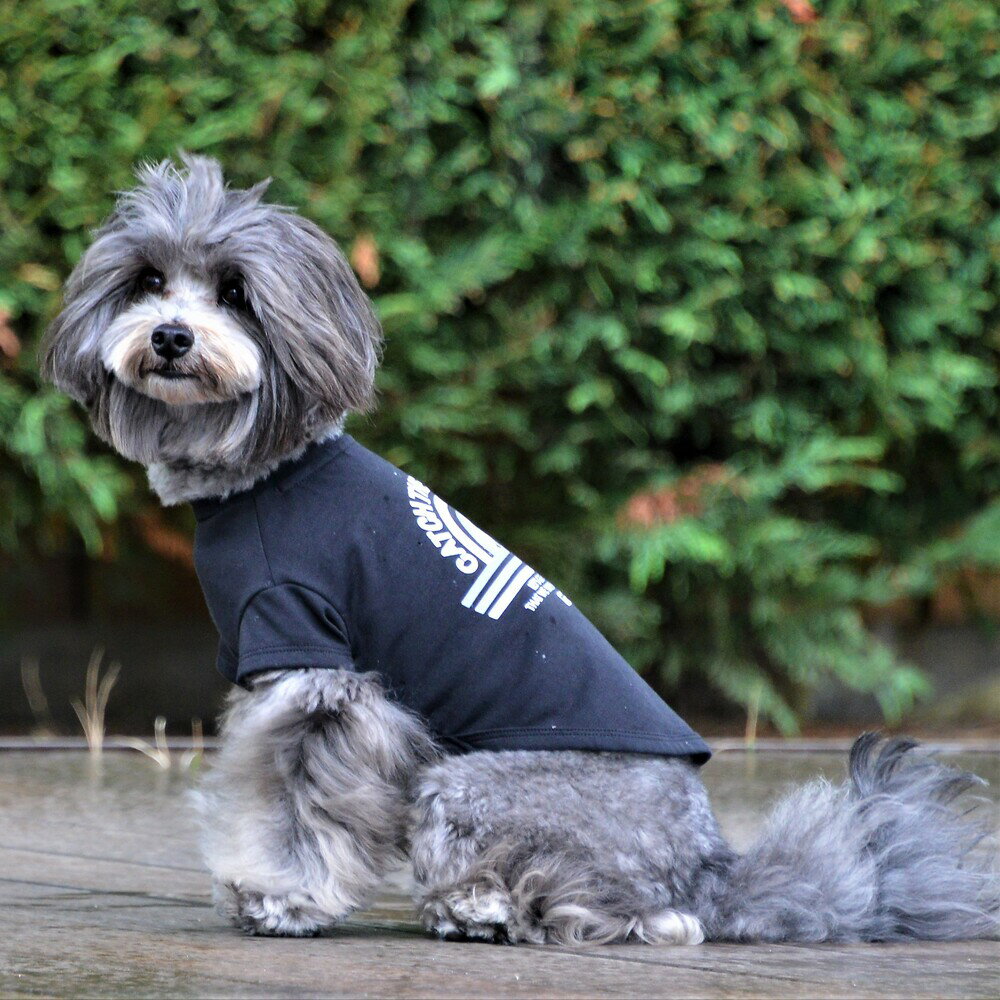 【GEWALK　ジウォーク】グラフィックTシャツロゴ【L】犬 いぬ イヌ DOG 服 アウトドア