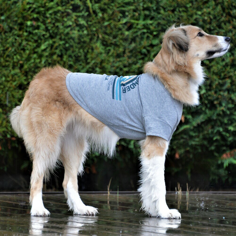 【GEWALK　ジウォーク】グラフィックTシャツロゴ【XXL】犬 いぬ イヌ DOG 服 アウトドア 3