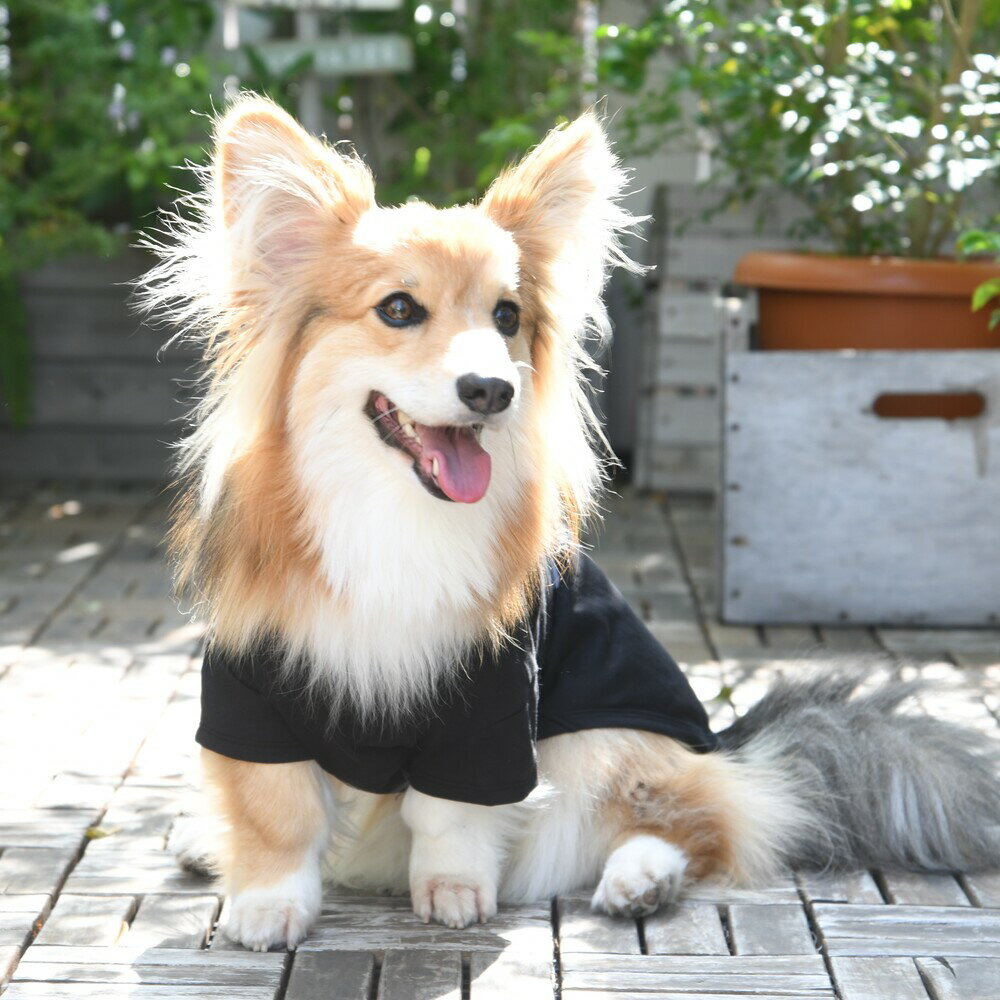 【GEWALK　ジウォーク】グラフィックTシャツロゴ【CG　コーギー専用】犬 いぬ イヌ DOG 服 アウトドア