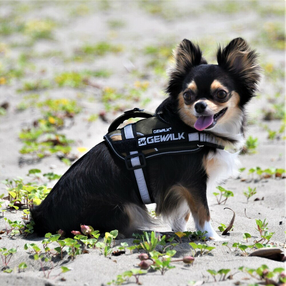 【GEWALK　ジウォーク】ワイルド　エクスプローラー　コーデュラ　エコ　【XXS】ハーネス　小型犬　ア..