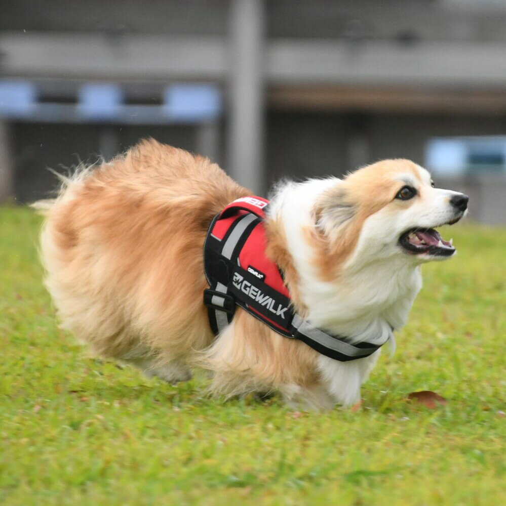 【GEWALK　ジウォーク】ワイルド　エクスプローラー　コーデュラ　エコ【M】ハーネス　中型犬　アウト..