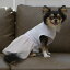 【Gemelli　ジェメリ】プリーツワンピース【2号 3号 4号】ペット服　かわいい　小型犬　犬服　ドックウェア
