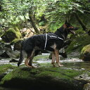 【GEWALK ジウォーク】 ハイカー サーマル ジャケット 【XXL】 犬 いぬ イヌ DOG 服 アウトドア