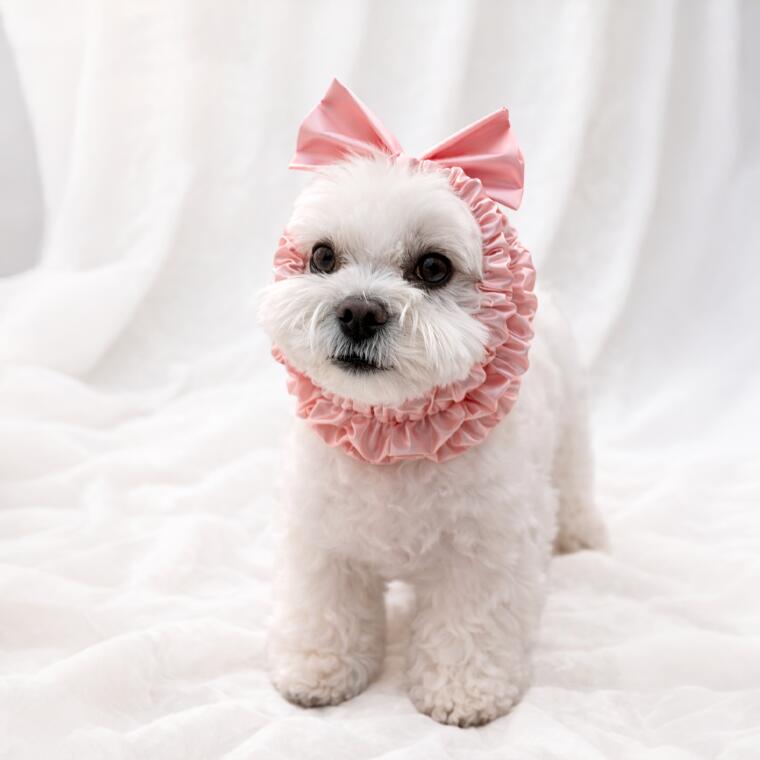 「ドッグ・イヤー・プロテクター（犬用耳保護カバー）」とは？ それは、あなたの大切な愛犬のデリケートな耳を守るための、小さくも思いやりのこもったアイテムです。 洗顔、入浴、ドライヤーの際に、耳に水や直接の風が入るのを防ぐことで、愛犬の不安やストレスを軽減します。 耳をやさしく包み込む柔らかく快適なフィット感で、毎日のケア中も愛犬がよりリラックスして過ごせるようになります。 日々のグルーミングを、もっと優しく穏やかな時間にしてみませんか。 要点 ・目的：入浴やドライヤー時に水・風が耳に入るのを防ぐ ・効果：お手入れ時の犬の不安やストレスを和らげる ・特徴：柔らかく快適なフィット感で耳を優しく包む 商品詳細 [サイズ] Small: 周囲(A) 22〜40cm、長さ(B) 11cm、体重 約5kgまで Medium: 周囲(A) 30〜50cm、長さ(B) 15.5cm、体重 約12kgまで Large: 周囲(A) 38〜66cm、長さ(B) 19cm、体重 12kg以上 選び方の注意:同じ犬種でも体型によってサイズが異なる場合があります。 頭囲、耳の位置、首回りを実際に測ってからサイズを選ぶことが推奨されています。 [素材] オーガニックコットン、ポリエステル [カラー] アイボリー、ピンク 【検索キーワード】 犬　いぬ　ドッグ　DOG　猫　ねこ　キャット CAT　 子犬　子猫　小型犬　小型猫　中型犬　大型犬　 動物　アニマル　可愛い　かわいい　おしゃれ　 オシャレ　お洒落　理容　トリマー　トリミング　グルーミング　 プロ仕様　お手入れ　ペット用品　ペットグッズ