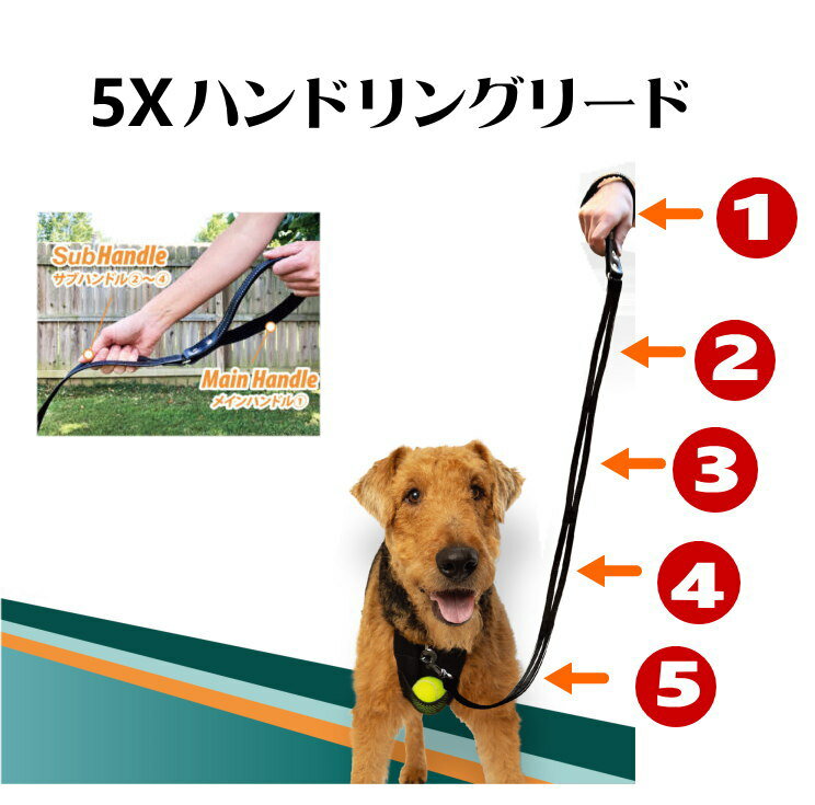 Rakuten - 犬用 リード 5X ハンドリングリード 犬 リード しつけ トレーニング 散歩 小型犬 中型犬 大型犬