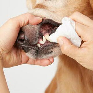 �ڤ������鿷���ȡۥ������˥å����åȥ󥷡��ȡ�80��