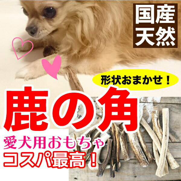 メール便 送料無料【形状おまかせ】国産 天然 鹿の角 犬(丹波鹿) 1本 サイズ：M (約15cm〜20cm) 犬 鹿角【DBP】