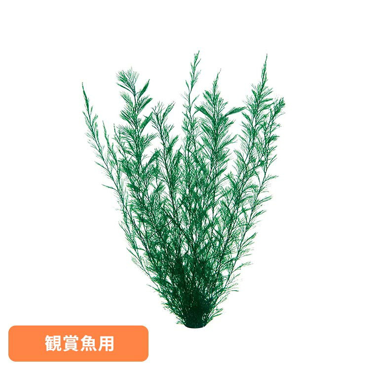 金魚水景 天然おつまみ草 大 観賞魚 観賞魚用品 観賞魚用アクセサリー用品 GEX