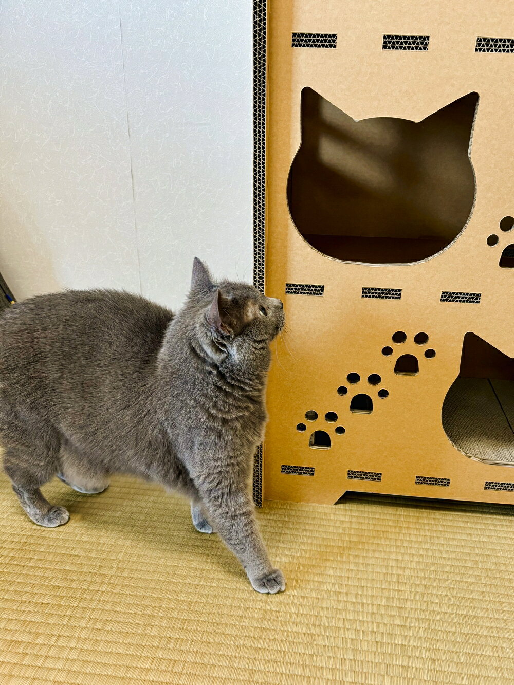 【NecoDan Tower(L) /またたび付】 ねこだん 猫グッズ 猫ハウス キャットタワー キャットハウス インスタントハウス 段ボール ダンボール ハウス ダンボールハウス ペット 猫用品 猫 ネコ 家 猫小屋 ダンボール 丈夫 強化段ボール 軽い トンネル ステップ 夏 冬 兼用 商品画像3