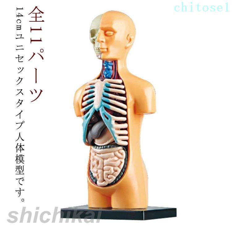 12cmユニセックスタイプ人体模型です。 お腹の内部が見え、各パーツ取り外し可能です。 全11パーツ 高さ14cm 【対象年齢6歳以上】 サイズ 高さ14cm サイズについての説明 全11パーツ 高さ14cm 【対象年齢6歳以上】 素材 PVC 色 人体模型+スタンド 備考 ●サイズ詳細等の測り方はスタッフ間で統一、徹底はしておりますが、実寸は商品によって若干の誤差(1cm〜3cm )がある場合がございますので、予めご了承ください。 ●製造ロットにより、細部形状の違いや、同色でも色味に多少の誤差が生じます。 ●パッケージは改良のため予告なく仕様を変更する場合があります。 ▼商品の色は、撮影時の光や、お客様のモニターの色具合などにより、実際の商品と異なる場合がございます。あらかじめ、ご了承ください。 ▼生地の特性上、やや匂いが強く感じられるものもございます。数日のご使用や陰干しなどで気になる匂いはほとんど感じられなくなります。 ▼同じ商品でも生産時期により形やサイズ、カラーに多少の誤差が生じる場合もございます。 ▼ ※ご注文が集中した場合、倉庫の混雑等により、発送が遅れる場合がございます。 ※モニターや環境により、色の見え方が実際の商品と異なる場合がございます。 ※他店舗でも在庫を共有して販売をしている為、受注後欠品となる場合もございます。予め、ご了承お願い申し上げます。12cmユニセックスタイプ人体模型です。 お腹の内部が見え、各パーツ取り外し可能です。 全11パーツ 高さ14cm 【対象年齢6歳以上】 サイズ 高さ14cm サイズについての説明 全11パーツ 高さ14cm 【対象年齢6歳以上】 素材 PVC 色 人体模型+スタンド 備考 ●サイズ詳細等の測り方はスタッフ間で統一、徹底はしておりますが、実寸は商品によって若干の誤差(1cm〜3cm )がある場合がございますので、予めご了承ください。 ●製造ロットにより、細部形状の違いや、同色でも色味に多少の誤差が生じます。 ●パッケージは改良のため予告なく仕様を変更する場合があります。 ▼商品の色は、撮影時の光や、お客様のモニターの色具合などにより、実際の商品と異なる場合がございます。あらかじめ、ご了承ください。 ▼生地の特性上、やや匂いが強く感じられるものもございます。数日のご使用や陰干しなどで気になる匂いはほとんど感じられなくなります。 ▼同じ商品でも生産時期により形やサイズ、カラーに多少の誤差が生じる場合もございます。 ▼ ※ご注文が集中した場合、倉庫の混雑等により、発送が遅れる場合がございます。 ※モニターや環境により、色の見え方が実際の商品と異なる場合がございます。 ※他店舗でも在庫を共有して販売をしている為、受注後欠品となる場合もございます。予め、ご了承お願い申し上げます。