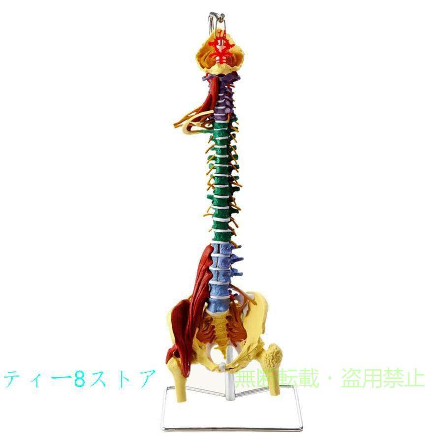 1等身大のリアルな脊椎モデル 多機�
