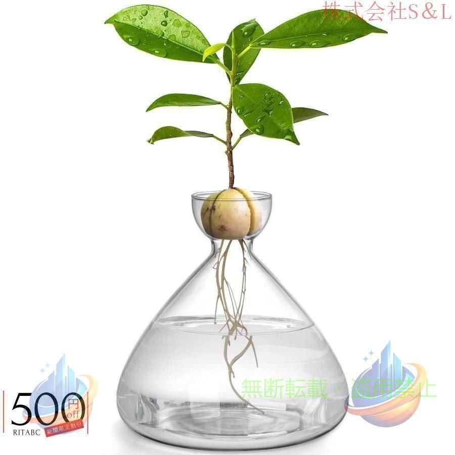 Seedlings （Culture Set） - アボカドシードスターター花瓶 発芽種子スタータープランターポットゾンチーアボカドツリー栽培キット ガラス球繁殖フラワーポット 水耕栽培卓上植木鉢 園芸用品