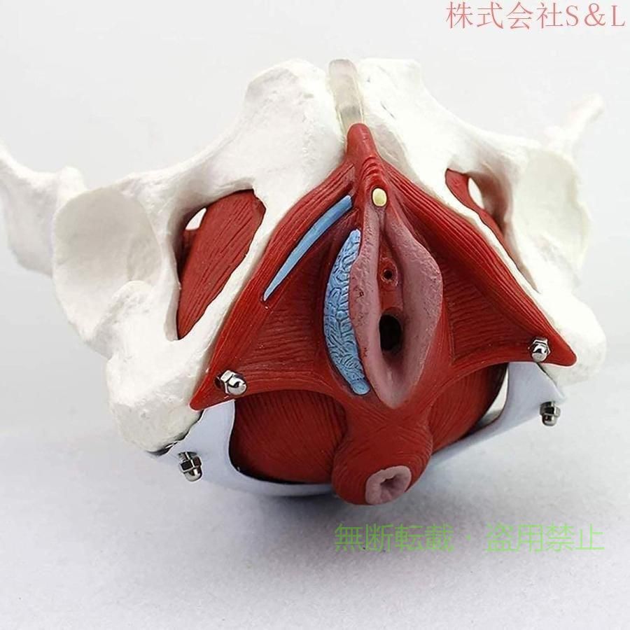 女性の骨盤の解剖モデル、骨盤底筋の取り外し可能な臓器には子宮が含まれ、骨盤底筋の色付き、等身大