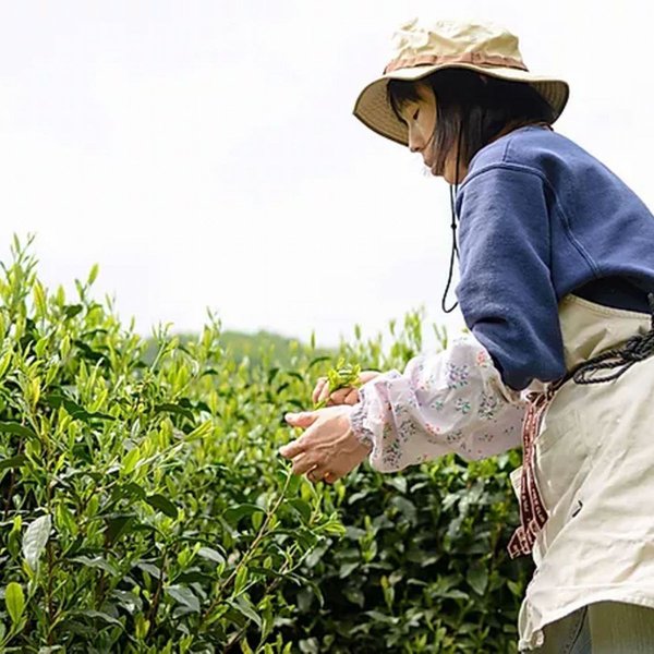 【GW割引クーポン】秘境南部町 甲州なんぶ茶棒...の紹介画像2