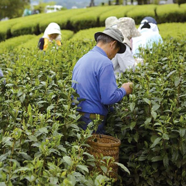 【GW割引クーポン】秘境南部町 甲州なんぶ茶棒...の紹介画像3