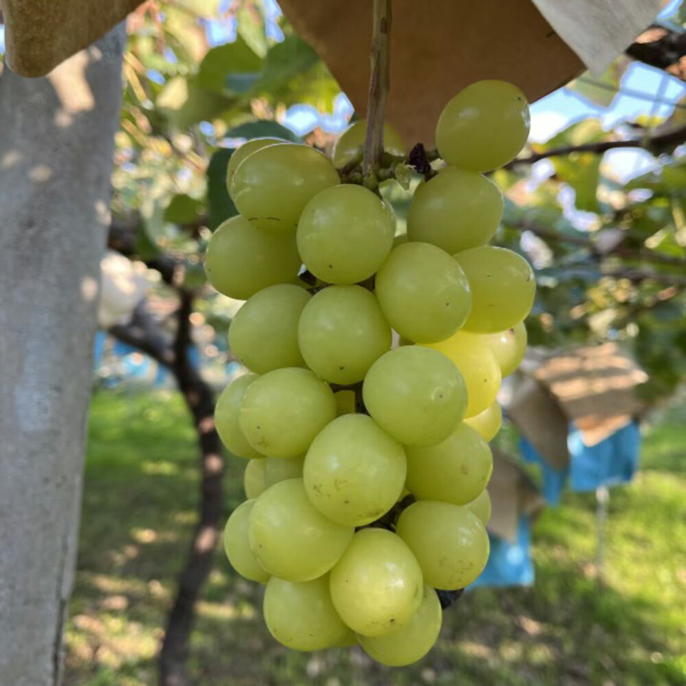 ＼割引クーポン配布／ 山梨県産 完熟 シャインマスカット 4kg 1箱 13房 16房 不揃い 黄色シャイン 黄金..