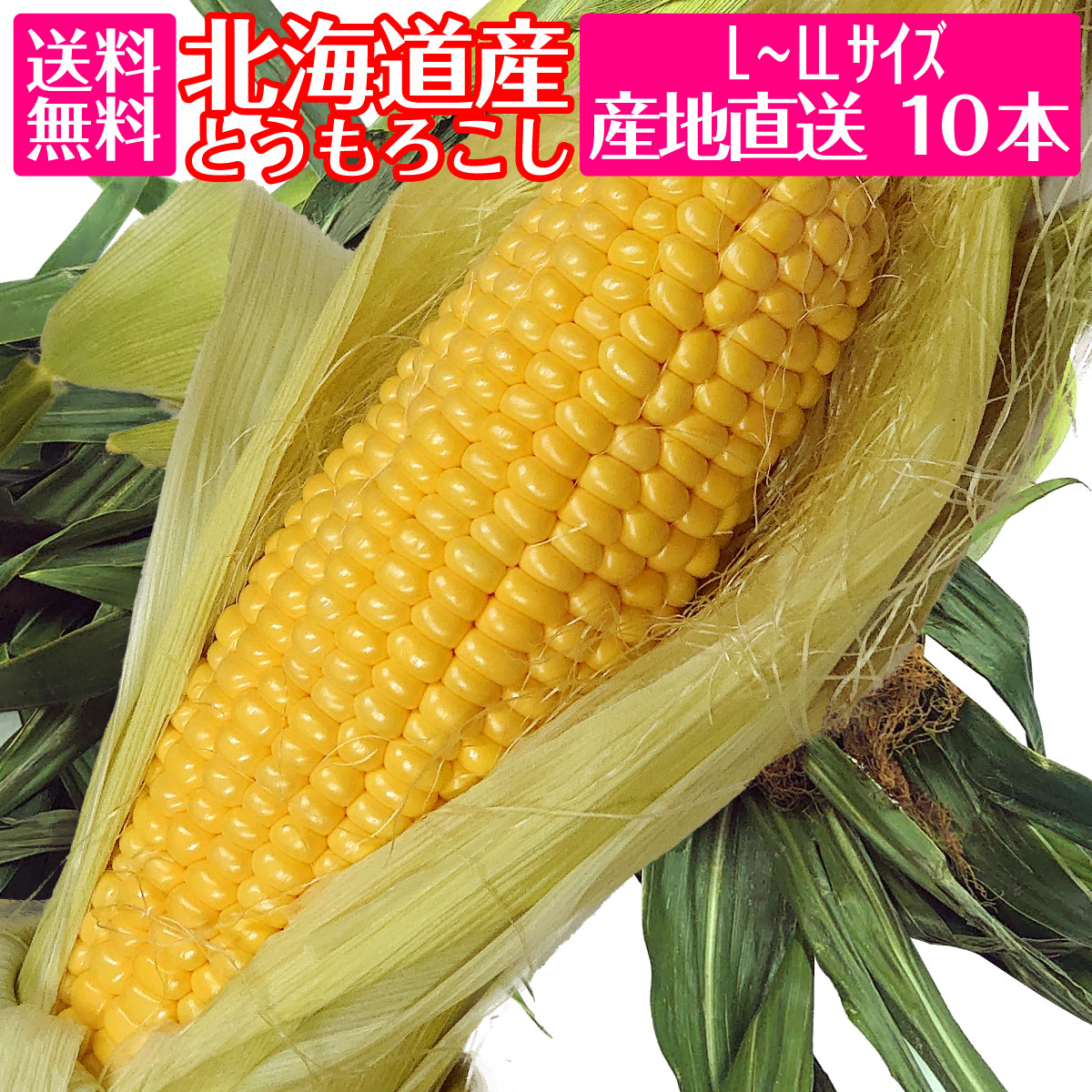 【50セットのみ】北海道産 とうもろこし トウキビ 産地直送 Lサイズ 10本セット クール便 完全予約販売のサムネイル