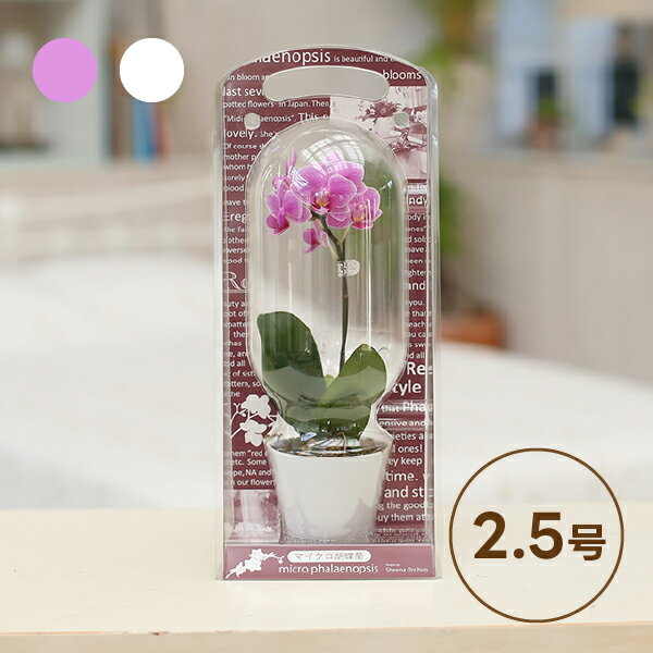 椎名洋ラン園のマイクロ胡蝶蘭【2.5号 1本立】カプセルボックス入り(花 鉢植え ギフト プレゼント フラワー ミニ胡蝶蘭 ラン 生花 花鉢 鉢花 母親 義母 妻 女性 50代 60代 70代 80代 贈り物 開店 開院 開業 移転 就任 お盆 御供 お祝い インテリア おしゃれ)
