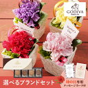 【遅れてごめんね】母の日フラワーギフト ポエム(選べるブランドギフトのセット)(母の日 花 スイーツ コーヒー ギフト プレゼント お菓子 鉢植え 花鉢 洋菓子...