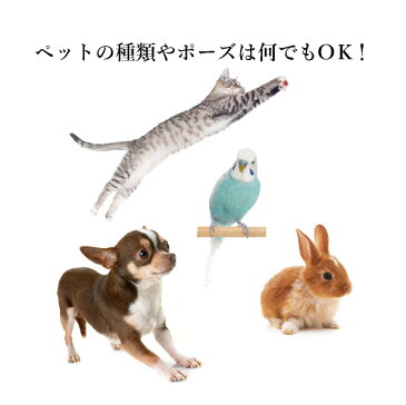 Tシャツ(Lサイズ)(おこもり 巣ごもり おうち時間 ギフト プレゼント ペット 犬 猫 うさぎ インコ オーダーメイド 写真入り メモリアル オリジナル シャツ 特注 デザイン Tシャツ 名入れ 愛犬 愛猫 パートナー)