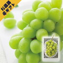 シャインマスカット(冬ギフト お歳暮 お年賀 グルメ フルーツ 果物 ギフト プレゼント 贈り物 お祝い 内祝い 結婚祝い 結婚内祝い 出産内祝い 手土産 お返し お礼 快気祝い 退職祝い 引越祝い 詰合せ 挨拶 人気 おすすめ)