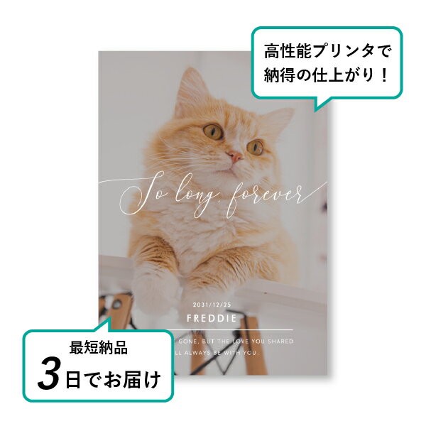 �ڥå� ���� �ե��ȥ��ꥢ��ܡ��ɡʥ��꡼���ե���02�� A4������(�ڥå� ���� �̿� ̾�� ǯ���� ��ǰ ���� ���ꥢ�륰�å� �ڥåȶ��� �ڥå�ʩ�� ���� �� ������� ǭ ������ �ϥॹ���� Ļ ��ưʪ �פ��� ���襤�� �������)