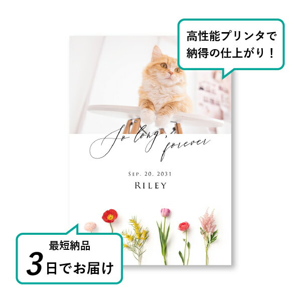 �ڥå� ���� �ե��ȥ��ꥢ��ܡ��ɡʥ�����ɥե롼�� �������ȡ� A4������(�ڥå� ���� �̿� ̾�� ǯ���� ��ǰ ���� ���ꥢ�륰�å� �ڥåȶ��� �ڥå�ʩ�� ���� �� ������� ǭ ������ �ϥॹ���� Ļ ��ưʪ �פ��� ���襤�� �������)