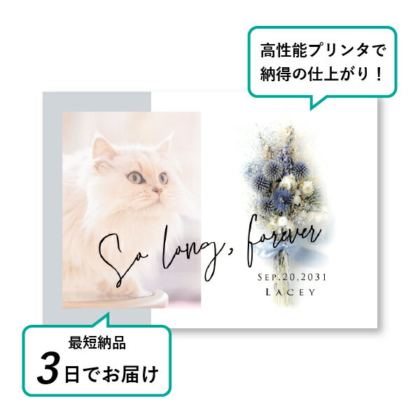 �ڥå� ���� �ե��ȥ��ꥢ��ܡ��ɡʥ�����ɥ֡��� �ǥ�ե��˥���� A5������(�ڥå� ���� �̿� ̾�� ǯ���� ��ǰ ���� ���ꥢ�륰�å� �ڥåȶ��� �ڥå�ʩ�� ���� �� ������� ǭ ������ �ϥॹ���� Ļ ��ưʪ �פ��� ���襤�� �������)