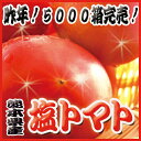 【わけ有り】丸かじり塩トマト 1Kg箱 【熊本県産】 - ピカイチ野菜くん