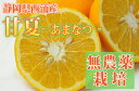 静岡県西浦の生産者さんが栽培した期間限定甘夏!静岡県産甘夏 1Kg 【無農薬栽培】【あす楽対応】