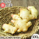 無農薬 生姜 ( 新生姜 ) 500g 長崎県産 しょうが ショウガ 冷え性 冷え性対策 冷え 無農薬栽培 無化学肥料 国産 国内産 無添加食品 健康 健康食品 自然食品 温活 ぽかぽか の 料理 生姜茶 甘酢漬け スープ 生姜湯 にも にんじんジュース 人参ジュース デザイナーフーズ