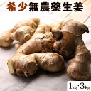 無農薬 生姜 ( 古根生姜 ) 1kg 3kg 長崎