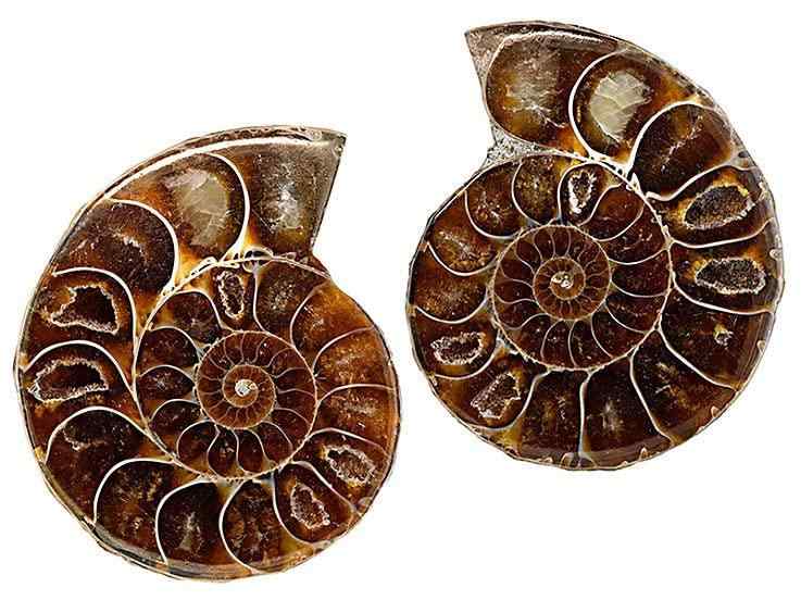 SCIENCE ΕW{Pair Ammonites fossilsuAiCgiyAj̉΁iAmmonites^ށ^}_KXJaMadagascarj40mmvIWiW{P[X