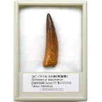 SCIENCE 恐竜の化石「スピノサウルスの歯 化石（獣脚類）約40mm 白亜紀前期 産地：モロッコ王国 Spinosaurus aegyptiacus tooth」オリジナル標本ケース入り