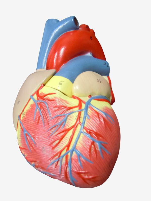 MFC 心臓模型 実物大【スタンド付き】 弁 右心房 左心房 右心室 左心室 人体模型