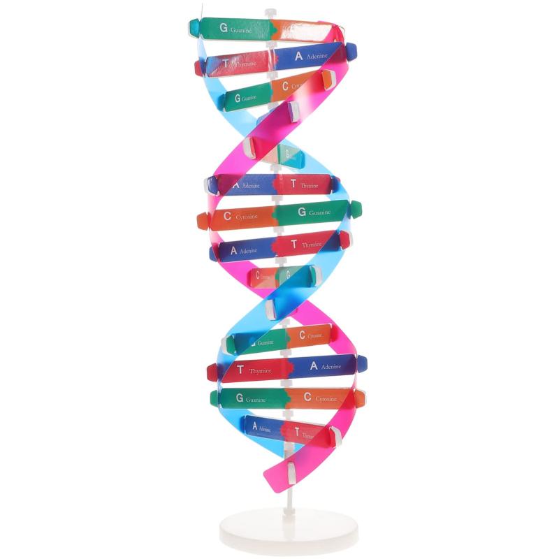 EXCEART dnaモデル 二重らせん 模型 ダブルヘリックス構造 dna構造模型 分子構造モデル 生物学 科学普及 組み立て 塩基対遺伝子 生物科学教材 学習玩具