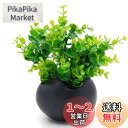 TOSSOW 植木鉢 陶器鉢 卵形 多肉植物 サボテン鉢 ハーブ プランター容器 おしゃれ プレゼント ミニ ブラック