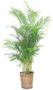 【法人様用】観葉植物・アレカヤシ10号(大サイズ) 【高さ160cm〜180cm】 | 花 原木 贈り物 ギフト お祝い 贈答用 癒し 記念日 開店祝い 引越し...