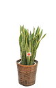 【法人様用】観葉植物・サンセベリア10号(大サイズ) 【高さ110〜120cm】 | 花 原木 贈り物 ギフト お祝い 贈答用 癒し 記念日 開店祝い 引越し祝...