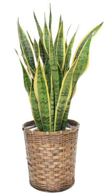 【法人様用】観葉植物・サンセベリア8号（中サイズ） 【高さ100～130cm】 | 花 原木 贈り物 ギフト お祝い 贈答用 癒し 記念日 開店祝い 引越し祝い 引っ越し祝い 転勤 リラックス 友達 会社 上司 後輩 先輩 家族 出店 卒業 歓迎 送迎