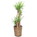 【法人様用】観葉植物・ユッカ8号(中サイズ) 【高さ100〜130cm】 | 花 原木 贈り物 ギフト お祝い 贈答用 癒し 記念日 開店祝い 引越し祝い 引っ...