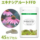 ECLECTIC エクレクティック エキナシア/エキナセア 根 FFD エコパック 45cp ギフト プレゼント 贈り物 誕生日 その1